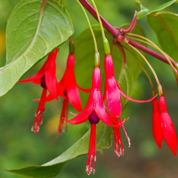 Fuchsia hatschbachii - Fucsia di Hatschbach