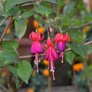 Fuchsia Charming - Fucsia