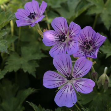 Geranium Rise and Shine