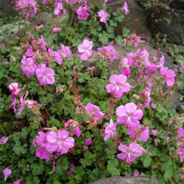 Geranium dalmaticum Bressingham Pink