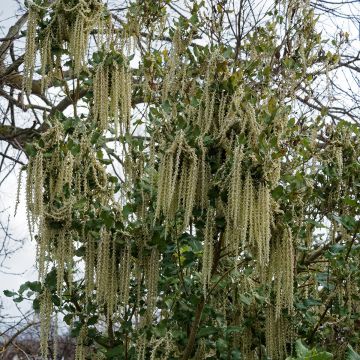 Garrya elliptica James Roof