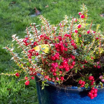 Pernettya mucronata - Pernezia del Cile