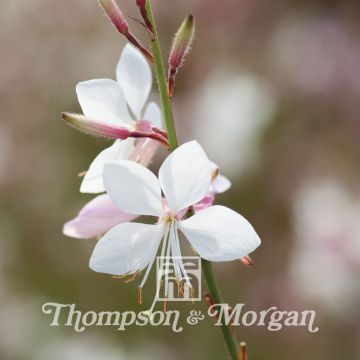 Gaura Sparkle White