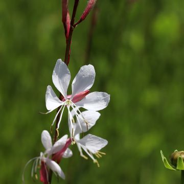 Gaura Elegance