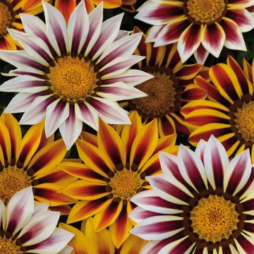 Gazania rigens Big Kiss White Flame - Gazania del Capo