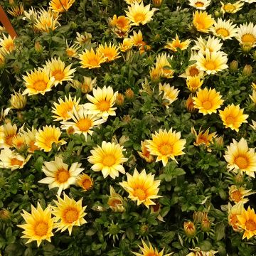 Gazania rigens Zany F1 Sunny Side Up - Gazania del Capo