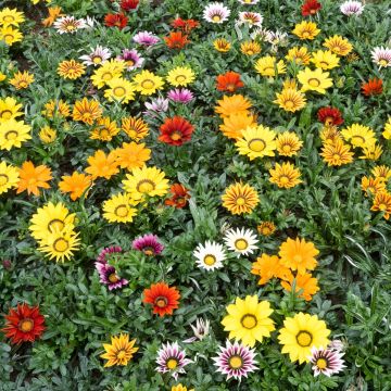Gazania rigens Zany F1 Mixture (semi) - Gazania del Capo