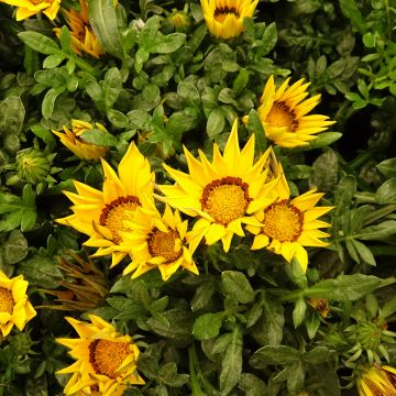 Gazania Zany F1 Yellow (Semi rivestiti) - Gazania del Capo