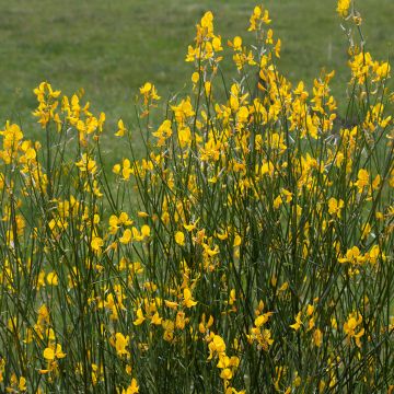 Spartium junceum - Ginestra comune