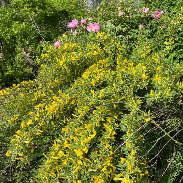 Cytisus praecox Allgold - Citiso