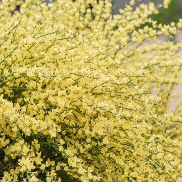 Cytisus praecox - Citiso