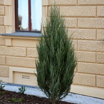 Juniperus scopulorum Wichita Blue - Ginepro