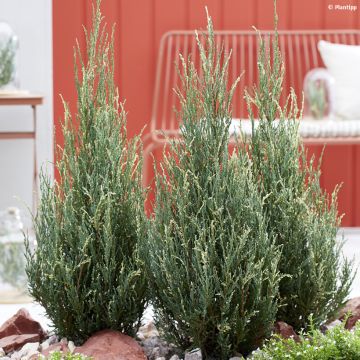 Juniperus scopulorum Blue Ivory - Ginepro