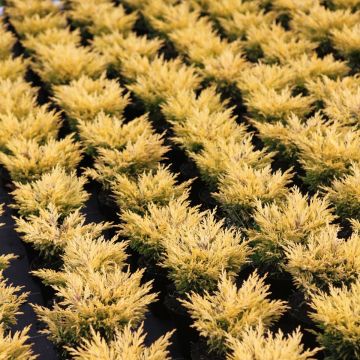 Juniperus horizontalis Limeglow - Ginepro strisciante
