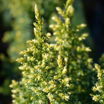 Juniperus pingii Hulsdonk Yellow - Ginepro