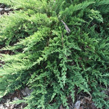 Juniperus sabina Tam No Blight - Ginepro sabino