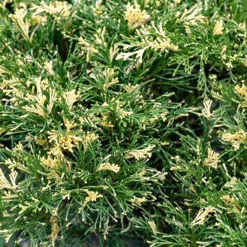 Juniperus sabina Variegata - Ginepro sabino