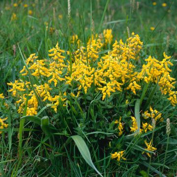 Genista tinctoria Royal Gold - Ginestra minore