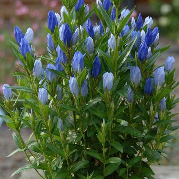 Gentiana makinoi Blue Star - Genziana