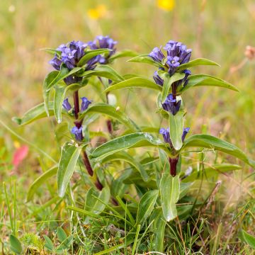 Gentiana cruciata - Genziana crociata