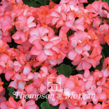 Pelargonium Horizon Pink Ice F1 Hybrid