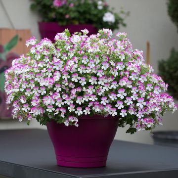 Pelargonium Mosquitaway Louise - Geranio odoroso