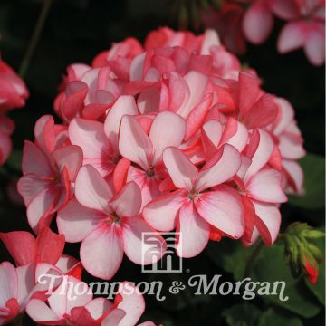 Pelargonium Horizon Pink Meteor F1 Hybrid