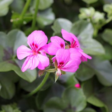 Geranio edera Rainbow Amethyst