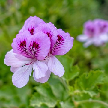 Pelargonium Torento Ginger - Geranio odoroso