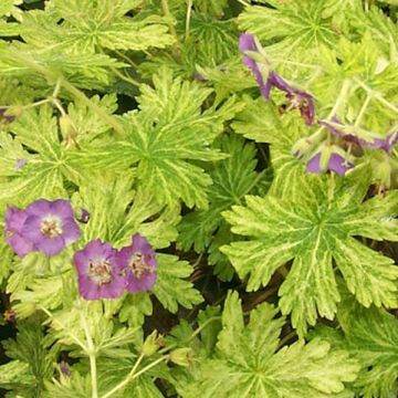 Geranium phaeum Margaret Wilson - Geranio stellato