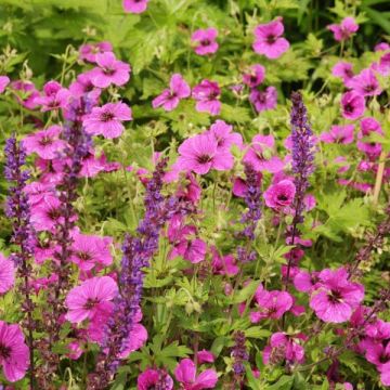 Geranium psilostemon Eva