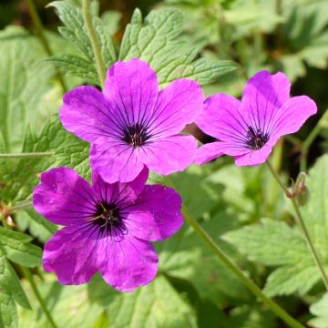 Geranium psilostemon Red Admiral