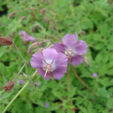 Geranium monacense Claudine Dupont