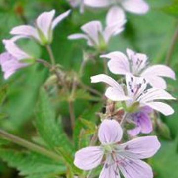 Geranium sylvaticum var. wanneri - Geranio silvano