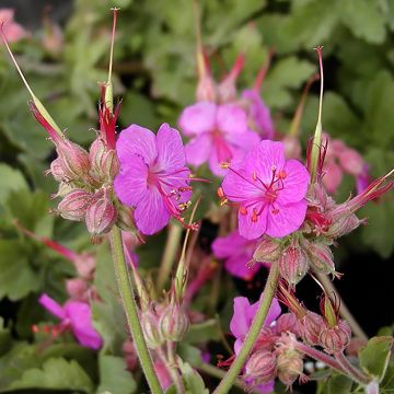 Geranium macrorrhizum Ingwersen's Variety