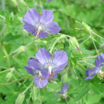 Geranium monacense var. anglicum