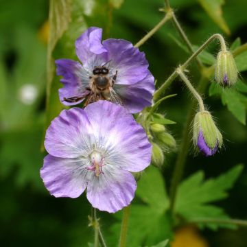 Geranium phaeum var. lividum - Geranio stellato