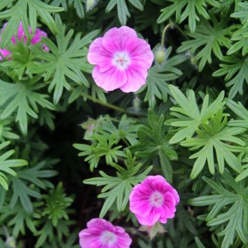 Geranium sanguineum Elke - Geranio sanguigno