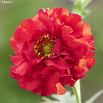 Geum Firestarter