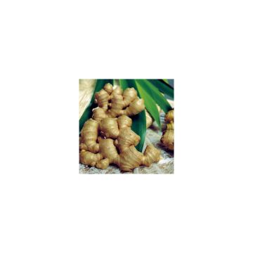 Zingiber officinale - Zenzero