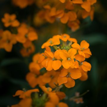 Erysimum Apricot Twist - Violaciocca