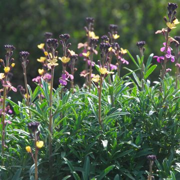 Erysimum mutabile - Violaciocca