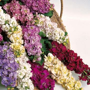 Matthiola Giant Perfection Mix