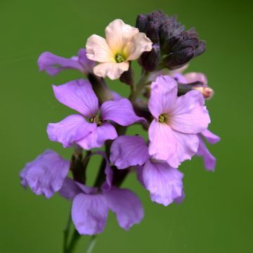Erysimum Jenny Brook - Violaciocca