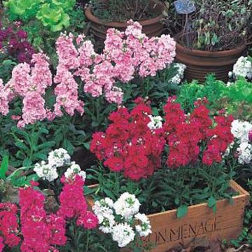 Collezione di 15 Violaciocche quarantane Heritage