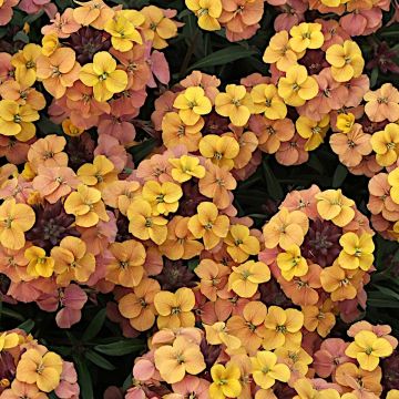 Erysimum Artist Gogh's Gold - Violaciocca