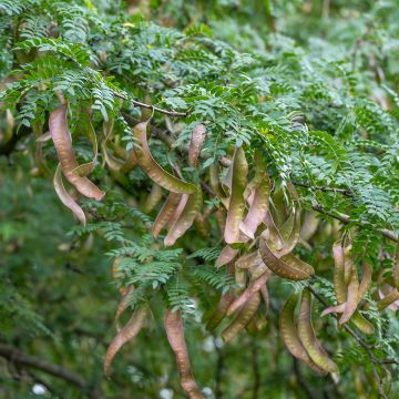 Gleditsia triacanthos - Spino di Giuda