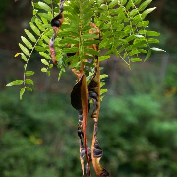 Gleditsia triacanthos f. inermis - Spino di Giuda (semi)
