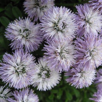 Globularia cordifolia - Vedovelle celesti