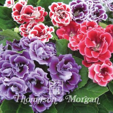 Gloxinia speciosa Brocade Double Mixed F1 Hybrid